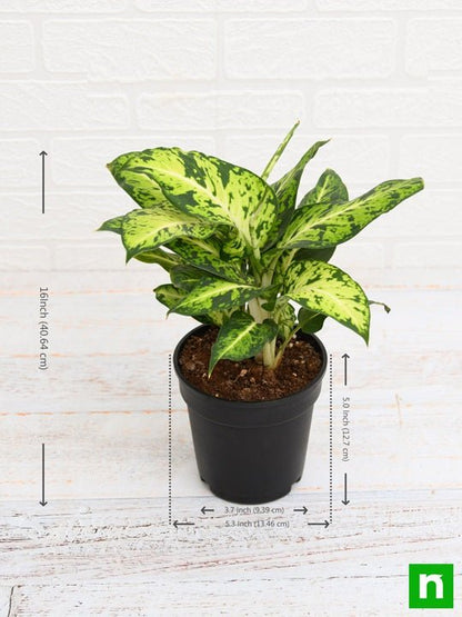 dieffenbachia mary - plant