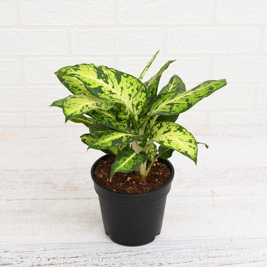 Dieffenbachia Mary Plant in 6 inch Pot