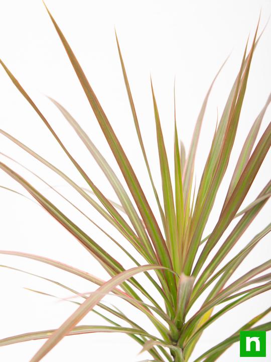 dracaena colorama - plant