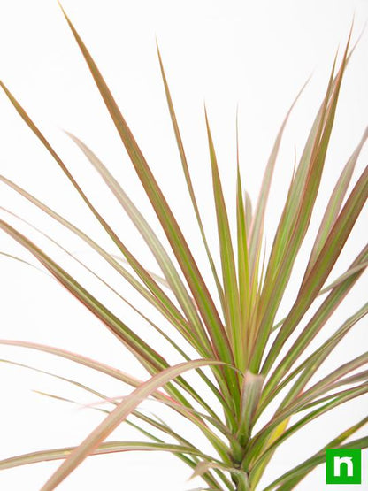 dracaena colorama - plant