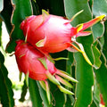 Dragon Fruit - 6" Grow bag