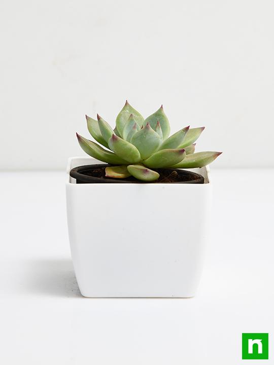 echeveria imbricata - plant