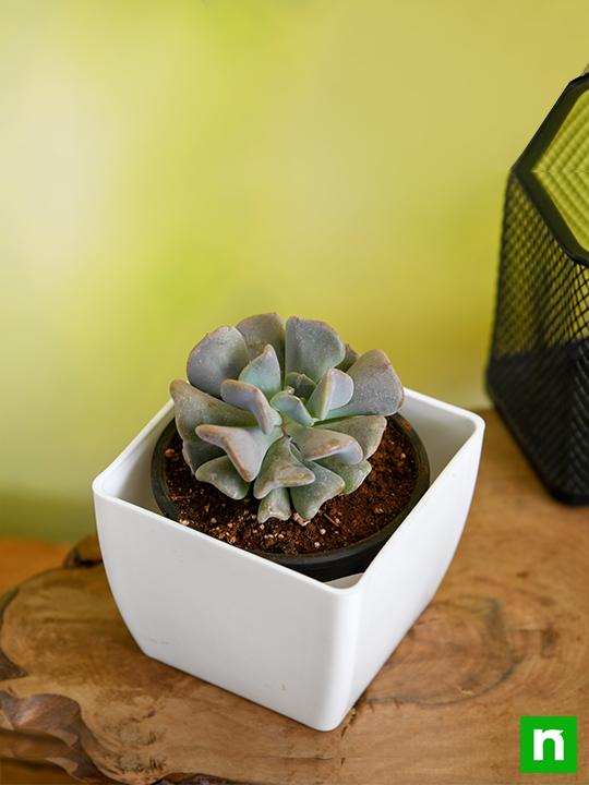 echeveria runyonii - plant