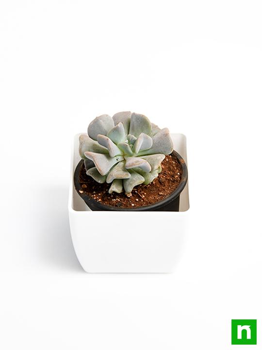 echeveria runyonii - plant