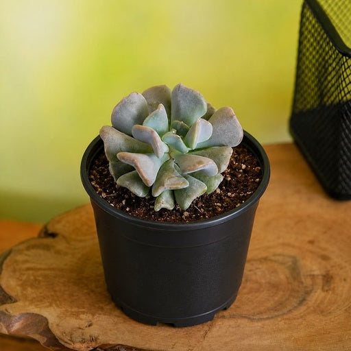 Echeveria runyonii - 3" Pot