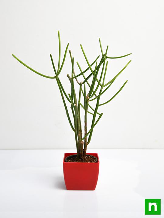pencil tree - plant
