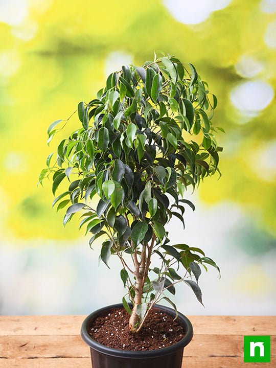 Anjeer (Indian Fig)