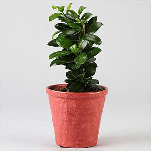 ficus compacta - plant