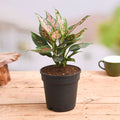 Aglaonema Pink Dalmatian - 5" Pot