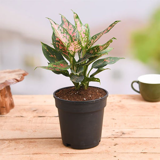 Aglaonema Pink Dalmatian - 5" Pot
