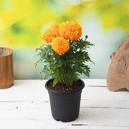 african marigold (orange) plant in 5 inch (13 cm) pot 