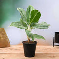 Aglaonema Silver Queen - 6" Pot