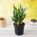 Aglaonema Maria - 6" Pot