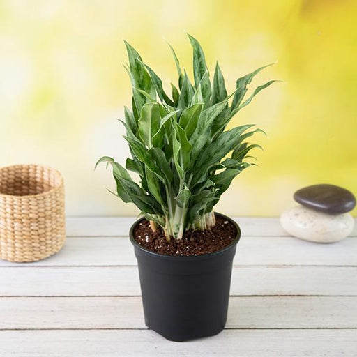 Aglaonema Maria - 6" Pot