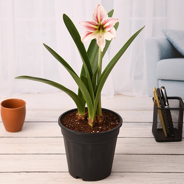 Amaryllis Lily Double White Pink - 6" Pot