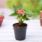 Anthurium Red - 5" Pot
