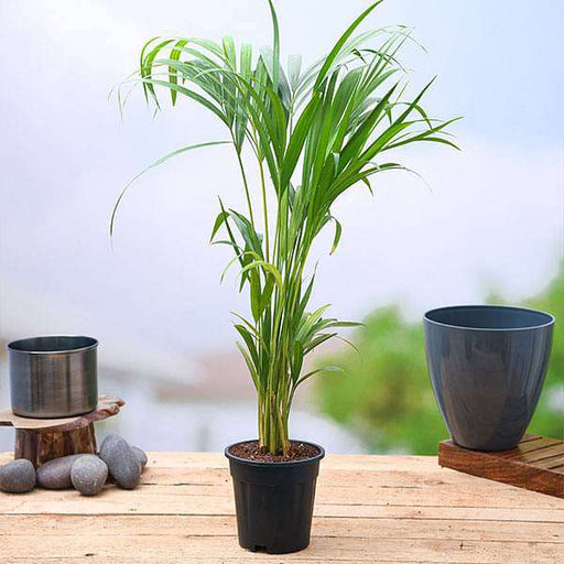 Areca Palm Green - 6" Pot