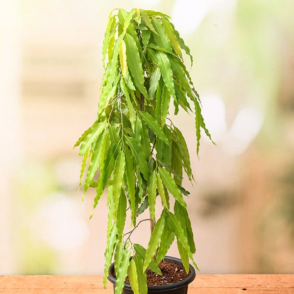 Ashoka Tree - 10" Grow bag