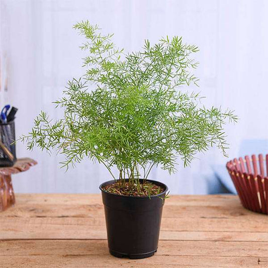 Asparagus densiflorus Plant in 5 inch Pot
