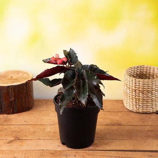 Angel Wing Begonia Mixed - 5" Pot