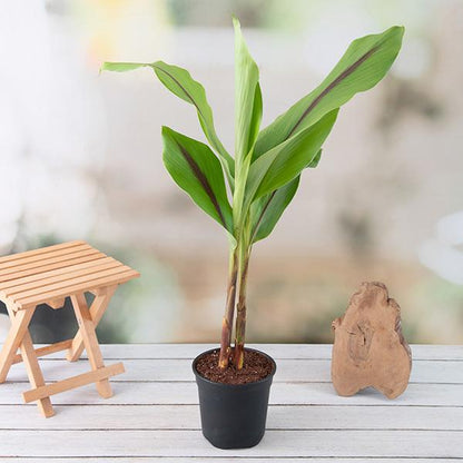black turmeric plant - plant
