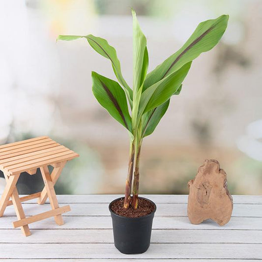 black turmeric plant - plant