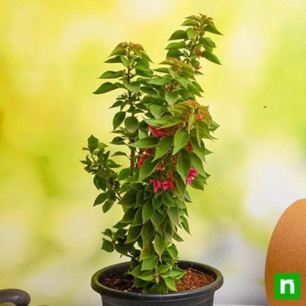 Bougainvillea Dwarf (Pink) Plant in 7 inch (18 cm) Grower Round Plastic Pot (Black)