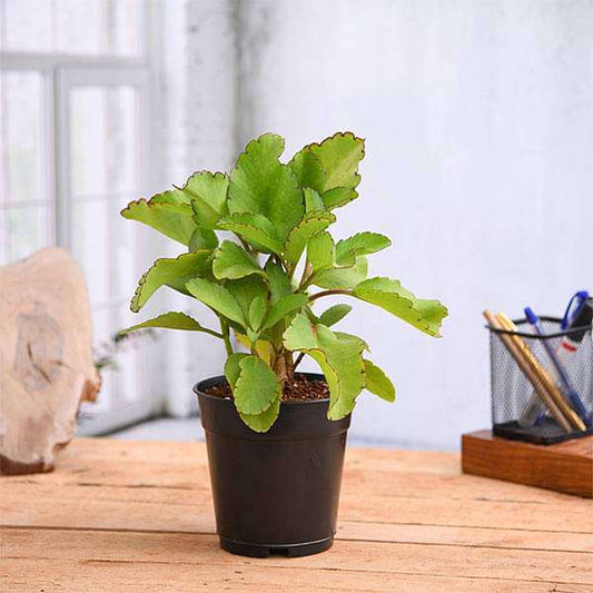 bryophyllum 