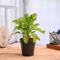 Patharchatta - 5" Pot