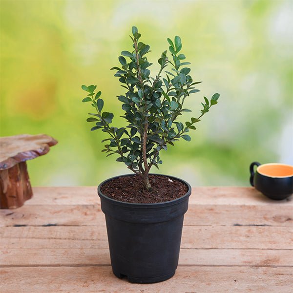 Buxus Microphylla Japonica Plant in 10 inch Grow Bag