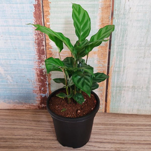 Calathea concinna freddie - 4" Pot