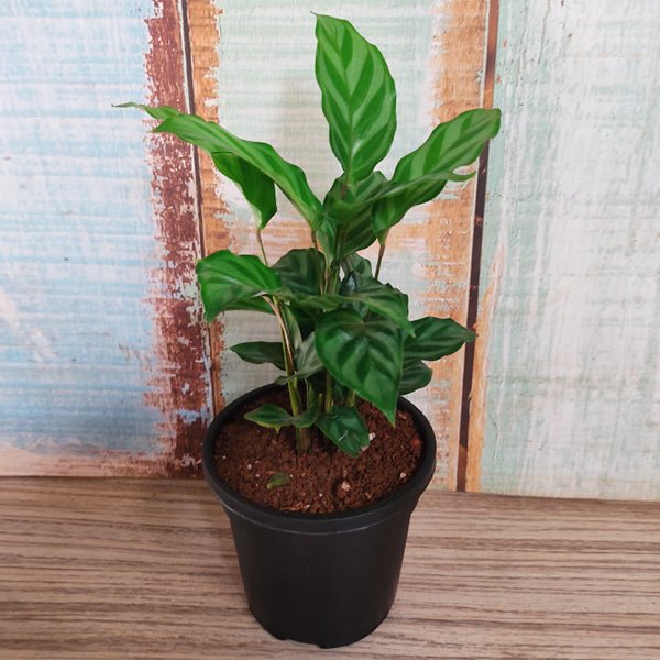 Calathea concinna freddie - 5" Pot