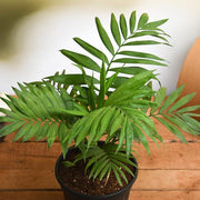 Cat Palm - 5" Pot