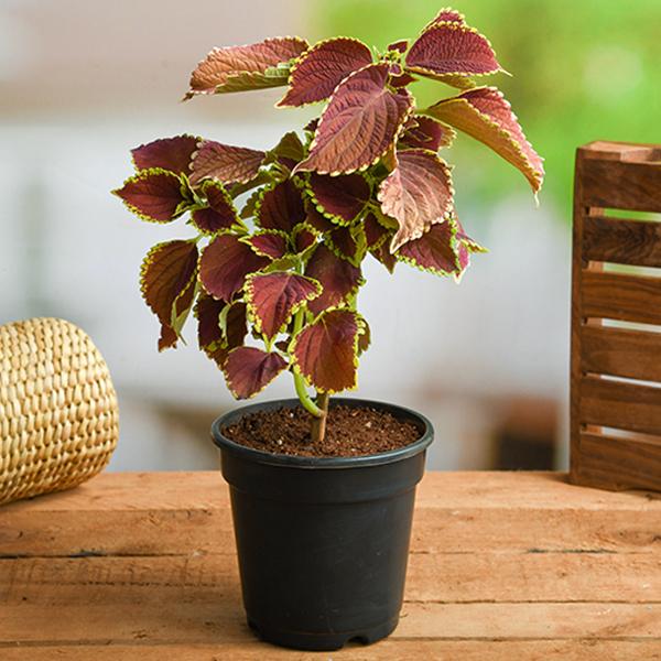Coleus Green Maroon - 5" Pot
