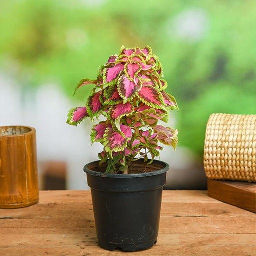 Coleus Pink Green - 5" Pot