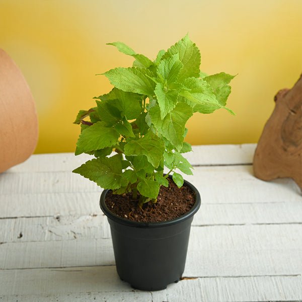 Coleus Green - 6" Pot