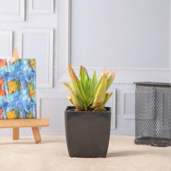 Bright-Light Plant Trio for Sunny Spots
