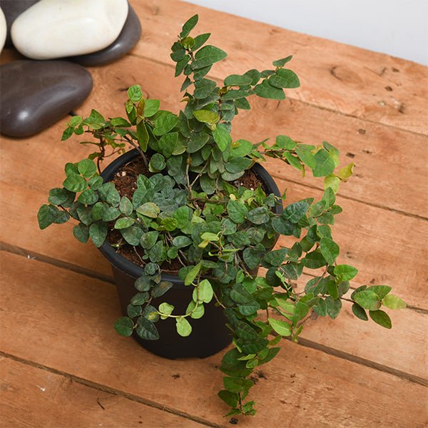 Hanging Basket Plants Pack of 5