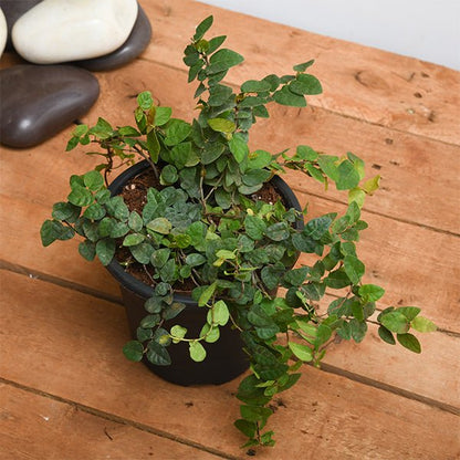 Hanging Basket Plants Pack of 5