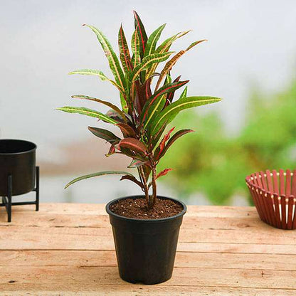 Croton, Codiaeum variegatum (Captain Kidd) Plant in 6 inch Pot