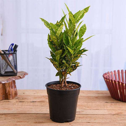 Croton, Codiaeum variegatum (Gold Dust, Small Leaves) Plant in 5 inch Pot