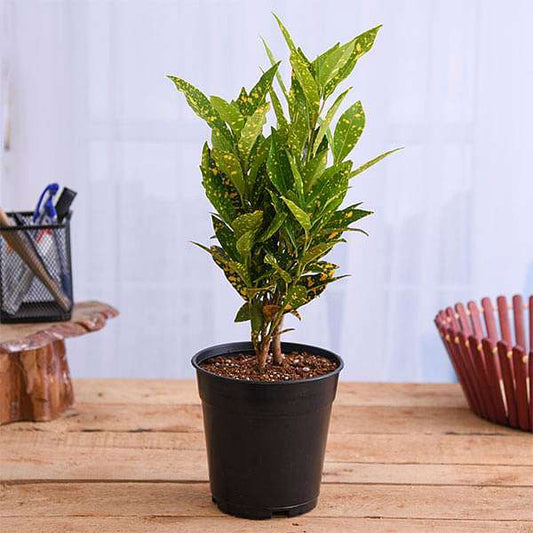 Croton, Codiaeum variegatum (Gold Dust, Small Leaves) Plant in 5 inch Pot