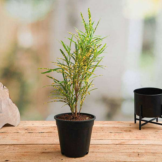 Croton, Codiaeum variegatum (Gold Dust, Thin Leaves) Plant in 6 inch Pot