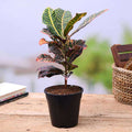 Croton Petra - 5" Pot
