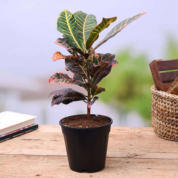 Croton Petra - 5" Pot