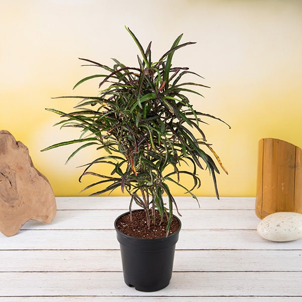 Croton Zanzibar - 5" Pot
