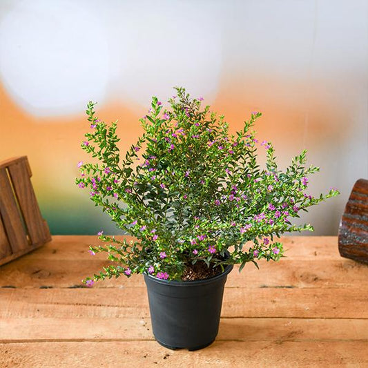cuphea hyssopifolia ( lavender) plant in 6 inch (15 cm) pot 