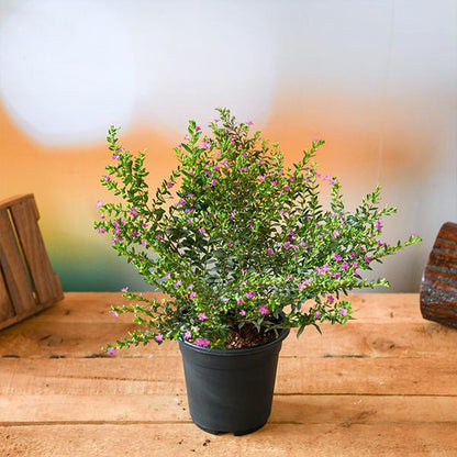 Cuphea Hyssopifolia (Lavender) Plant in 5 inch Pot