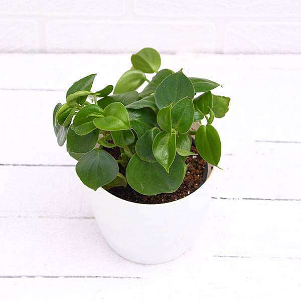 Cupid Peperomia - 3" Pot