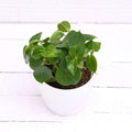 Cupid Peperomia - 4" Pot